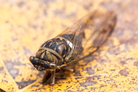 Insect Cicada (Cicadoidea) on dry yellow leaves.の写真素材