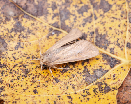 Grease moth (Aglossa cuprina), nocturnal moth, insect related to butterflies (Lepidoptera)on dry leaves.の写真素材