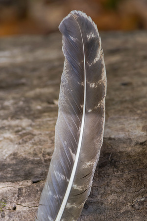 Grade A barred turkey smudging feather on a tree bark in the forest preserve.の写真素材