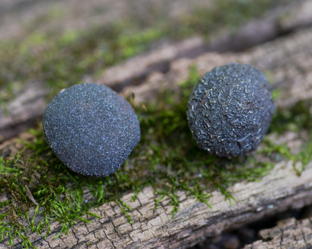 Set of concretion stones from southwest Kansas, USA. Kansas Pop Rocks on a tree bark. Contains a male (crystallized) and female (smooth) stone.の写真素材