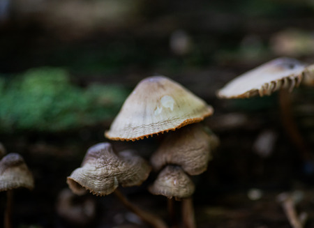 Mycena, poisonous fungi, small saprotrophic mushrooms on dead tree in forest preserveの写真素材