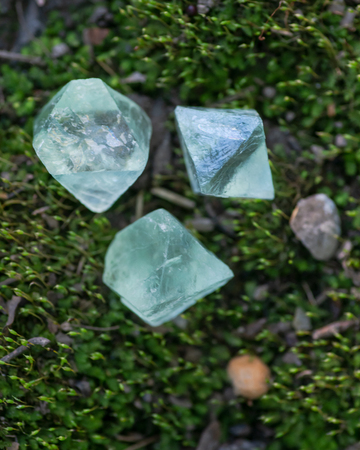 Green Fluorite Natural Octahedron Crystals on the green moss in the forest preserve.