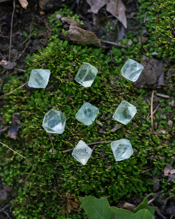 Green Fluorite Natural Octahedron Crystals on the green moss in the forest preserve.