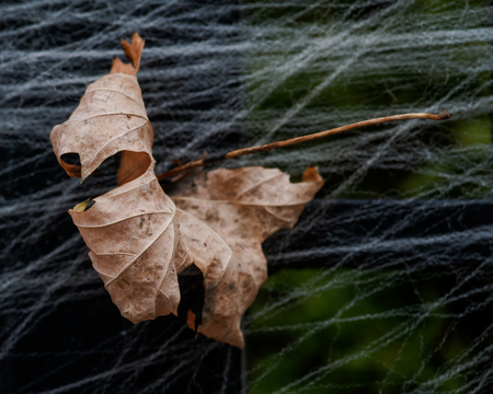 Autumn dry leaf on fence with fake halloween glow stretch spider web indoor and outdoor decoration.の写真素材