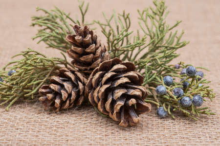Winter holiday decoration: juniper twig and cones on burlap backgroundの写真素材