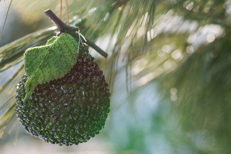 Winter holiday concept: decoration in the form of pear in green color and frozen snow covered pine tree in forest preserve park.の写真素材