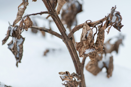 Closeup of frozen dried plants covered with snow during the winter.の写真素材