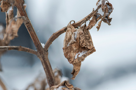 Closeup of frozen dried plants covered with snow during the winter.の写真素材