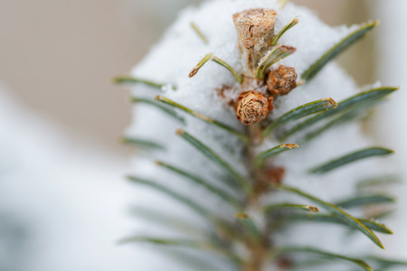 Fir tree branch covered with snow during the winter.