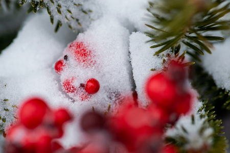 Snow covered red berries on branches during the winter.の写真素材