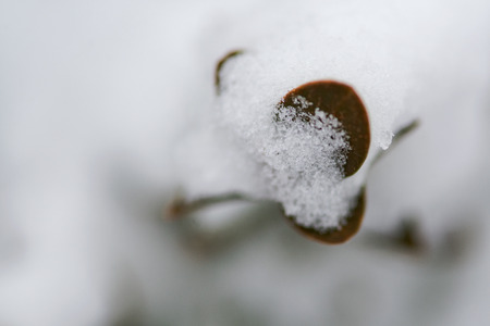 Closeup of frozen dried plants covered with snow during the winter.の写真素材