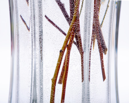 Fresh Eucalyptus stems in clear glass vase isolated on white background.