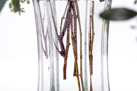 Fresh Eucalyptus stems in clear glass vase isolated on white background.の写真素材