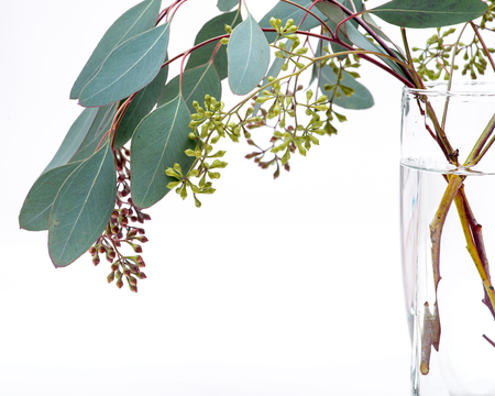 Fresh Eucalyptus stems in clear glass vase isolated on white background.の写真素材