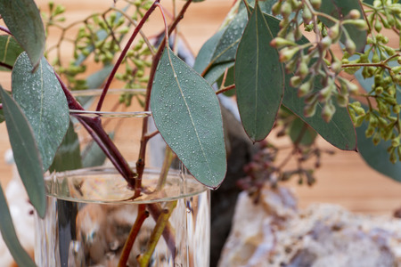 Fresh Eucalyptus stems in clear glass vase on wooden background.の写真素材