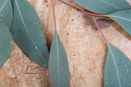 Fresh Eucalyptus leaves on Natural Polished Petrified wood slab.の写真素材