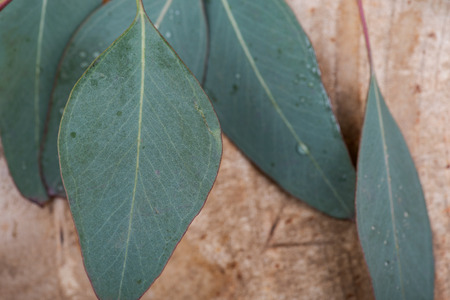 Fresh Eucalyptus leaves on Natural Polished Petrified wood slab.の写真素材
