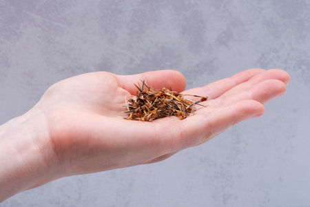 Marigold Dry Seeds (Mexican marigold, Aztec marigold, African marigold) in woman's hand. Tagetes erecta. Daisy family.の写真素材