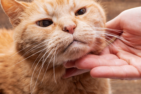 Woman's hand petting Adorable Orange Domestic Cat.の写真素材