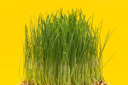 Organic Fresh Green Wheat Grass in sprout tray on bright yellow background. Pet grass, cat grass.の写真素材