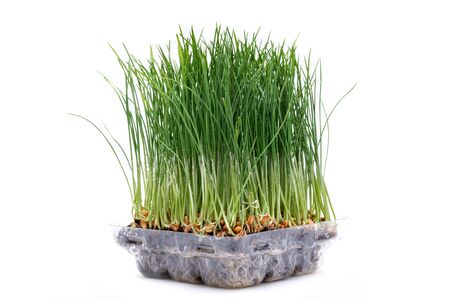 Sprouter tray with Organic Fresh Green Wheat Grass on white background. Pet grass, cat grass.の写真素材