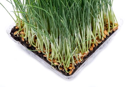 Sprouter tray with Organic Fresh Green Wheat Grass on white background. Pet grass, cat grass.