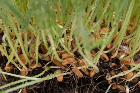 Organic Fresh Green Wheat Grass in sprout tray as a background. Pet grass, cat grass.