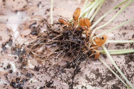 Sprouted Organic Fresh Green Wheat Grass in soil. Triticum aestivum. Healthy concept.の写真素材
