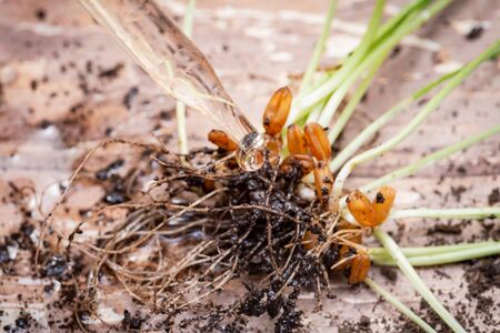 Glass Dropper and Sprouted Organic Fresh Green Wheat Grass in soil. Triticum aestivum. Wooden background. Healthy concept.の写真素材