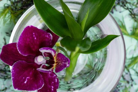 Purple Orchid Flower and Green Bamboo Leaves decorated with Fresh Flower Sprinkles Confetti and sprinkled Lavender Epsom Salts on green background.の写真素材