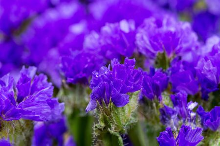 Dark Purple Limonium sinuatum (Wavyleaf Sea Lavender, Statice, Sea Lavender, Notch Leaf Marsh Rosemary, Sea Pink) Flowers. Plumbaginaceae Family.の写真素材