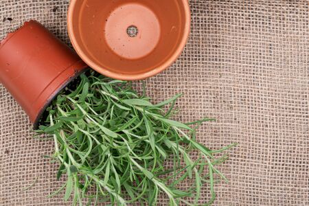 Potted Organic Rosemary Plant with roots in fertilized soil isolated on natural burlap background. Rosmarinus officinalis in mint family Lamiaceaeの写真素材