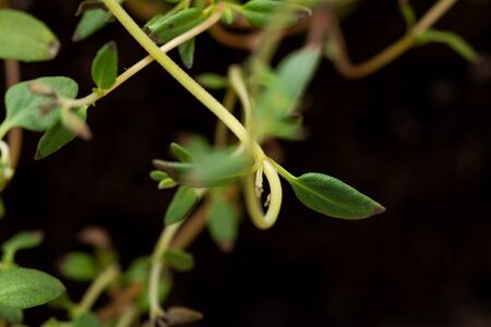Macro shot of Organic Thyme Plant stalks and leaves on black soil background. Thymus vulgaris in the mint family Lamiaceae.の写真素材