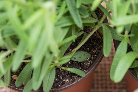 Potted Organic Rosemary Plant with roots in fertilized soil isolated on natural burlap background. Rosmarinus officinalis in mint family Lamiaceaeの写真素材