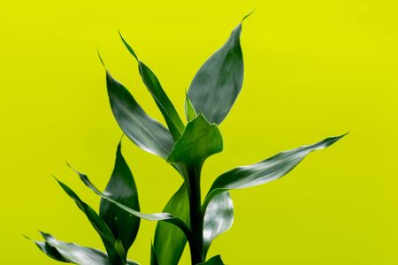 Fresh Green Lucky Bamboo stalks and leaves on bright yellow background. Scientific name:...