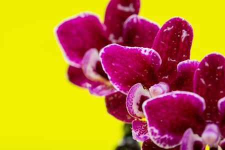 Blooming Mini Velvet Burgundy  Phalaenopsis Orchid Plant isolated on bright yellow background. Moth Orchids. Tribe: Vandeae. Order: Asparagales.の写真素材