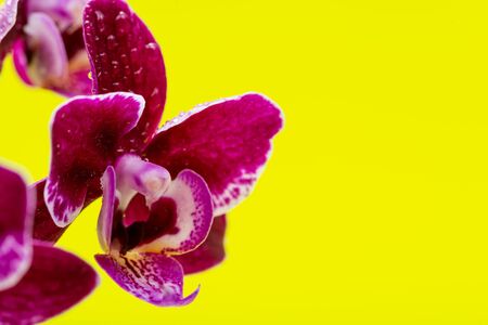 Blooming Mini Velvet Burgundy  Phalaenopsis Orchid Plant isolated on bright yellow background. Moth Orchids. Tribe: Vandeae. Order: Asparagales.の写真素材