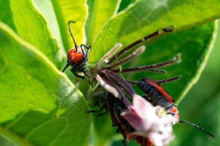 Red Milkweed Beetle (Tetraopes tetrophthalmus) in the family Cerambycidae on leaves of the Common...