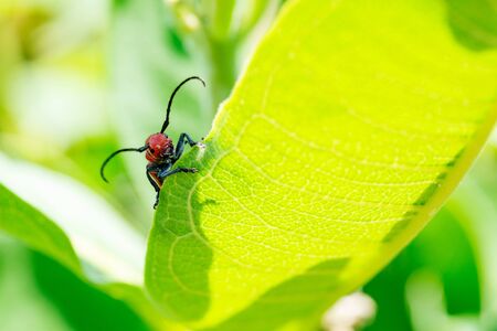 Red Milkweed Beetle (Tetraopes tetrophthalmus) in the family Cerambycidae on leaves of the Common...