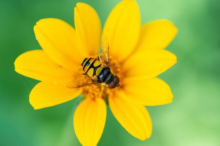 Bright Yellow False Sunflower in prairie field. Flowering plant in Asteraceae Family. Rhizomatous herbaceous perennial. Heliopsis Helianthoides.の写真素材