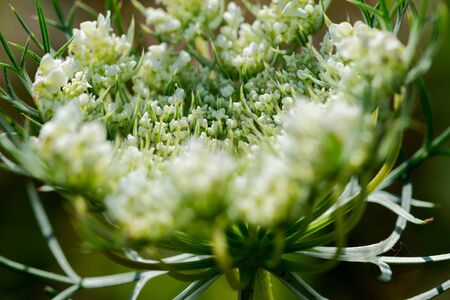 Macro shot of Queen Anneâs lace (Wild Carrot) flower in the prairie field. Wild white flowering plant in the family Apiaceae. Daucus carota species.の写真素材