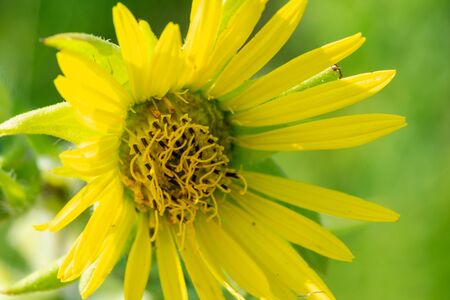 Bright Yellow False Sunflower in prairie field. Flowering plant in Asteraceae Family. Rhizomatous herbaceous perennial. Heliopsis Helianthoides.の写真素材