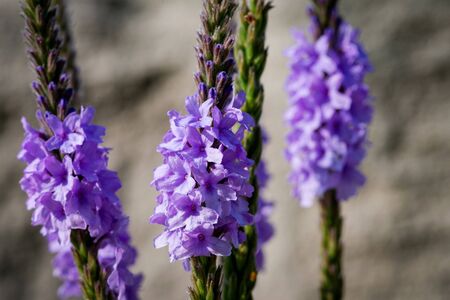 Verbena hastata (American Vervain, Blue Vervain, Simpler's Joy or Swamp Verbena). A flowering plant...