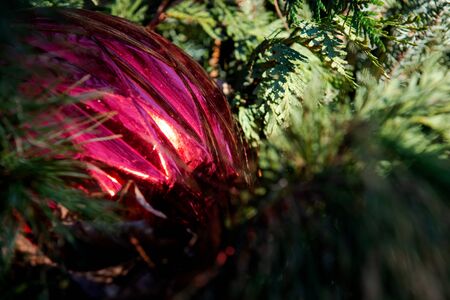 Outdoors Christmas decoration concept. Winter Holiday Tradition.の写真素材
