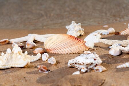 Sea Stars and Sea Shells on wet sand on the beach at sunrise.の写真素材