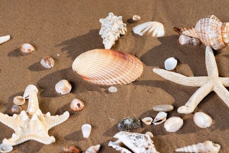 Sea Stars and Sea Shells on wet sand on the beach at sunrise.の写真素材