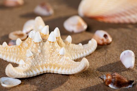 Sea Stars and Sea Shells on wet sand on the beach at sunrise.の写真素材