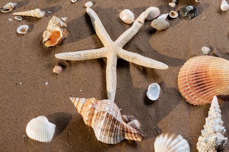 Sea Stars and Sea Shells on wet sand on the beach at sunrise.の写真素材