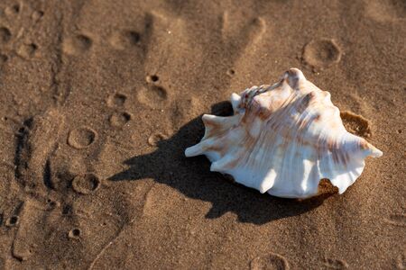 Summer time concept with Sea Shells on wet sand near the water on the beach at sunrise.の写真素材