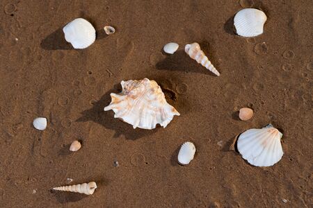 Summer time concept with Sea Shells on wet sand near the water on the beach at sunrise.の写真素材